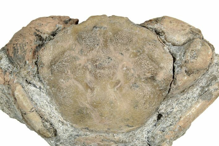 Eocene Fossil Crab (Pulalius) - Washington State #349483